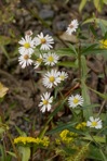 Symphyotrichum lanceolatum (Willd.) Nesom