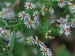 Symphyotrichum lateriflorum (L.) A.& D. Love