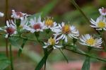 Symphyotrichum lateriflorum (L.) A.& D. Love
