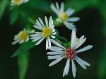 Symphyotrichum lateriflorum (L.) A.& D. Love