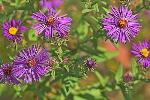 Symphyotrichum novae-angliae (L.) Nesom