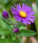 Symphyotrichum novae-angliae (L.) Nesom