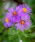 Symphyotrichum novae-angliae (L.) Nesom