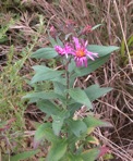 Symphyotrichum novae-angliae (L.) Nesom