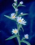 Symphyotrichum novi-belgii (L.) Nesom