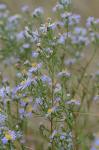 Symphyotrichum novi-belgii (L.) Nesom