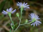 Symphyotrichum novi-belgii (L.) Nesom