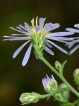 Symphyotrichum novi-belgii (L.) Nesom