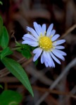 Symphyotrichum novi-belgii (L.) Nesom