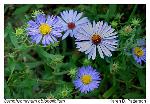 Symphyotrichum oblongifolium (Nutt.) Nesom