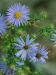 Symphyotrichum oblongifolium (Nutt.) Nesom