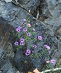 Symphyotrichum oblongifolium (Nutt.) Nesom