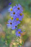 Symphyotrichum oblongifolium (Nutt.) Nesom