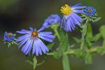 Symphyotrichum oblongifolium (Nutt.) Nesom