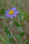 Symphyotrichum patens (Ait.) Nesom var. patens