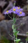 Symphyotrichum patens (Ait.) Nesom var. patens