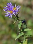 Symphyotrichum patens (Ait.) Nesom var. patens