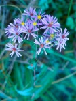 Symphyotrichum patens (Ait.) Nesom var. patens