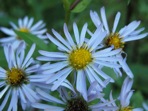 Symphyotrichum patens (Ait.) Nesom var. patens