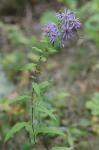 Symphyotrichum phlogifolium (Muhl. ex Willd.) Nesom