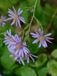 Symphyotrichum phlogifolium (Muhl. ex Willd.) Nesom