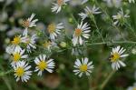 Symphyotrichum pilosum (Willd.) Nesom