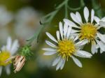 Symphyotrichum pilosum (Willd.) Nesom