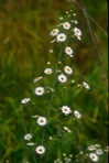 Symphyotrichum pilosum (Willd.) Nesom