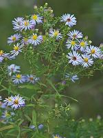 Symphyotrichum praealtum (Poir.) Nesom var. angustior (Wieg.) Nesom