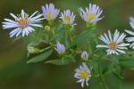 Symphyotrichum praealtum (Poir.) Nesom var. angustior (Wieg.) Nesom