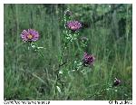 Symphyotrichum pratense (Raf.) Nesom