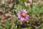 Symphyotrichum pratense (Raf.) Nesom