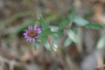 Symphyotrichum pratense (Raf.) Nesom