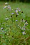 Symphyotrichum prenanthoides (Muhl. ex Willd.) Nesom