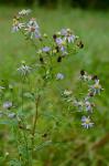 Symphyotrichum prenanthoides (Muhl. ex Willd.) Nesom