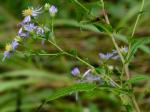 Symphyotrichum prenanthoides (Muhl. ex Willd.) Nesom