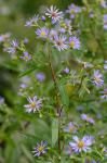Symphyotrichum puniceum (L.) A.& D. Love var. puniceum
