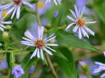 Symphyotrichum puniceum (L.) A.& D. Love var. puniceum