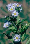 Symphyotrichum puniceum (L.) A.& D. Love var. puniceum
