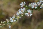 Symphyotrichum racemosum (Ell.) Nesom var. racemosum