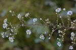 Symphyotrichum racemosum (Ell.) Nesom var. racemosum