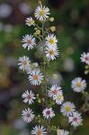 Symphyotrichum racemosum (Ell.) Nesom var. racemosum