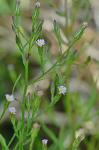 Symphyotrichum subulatum (Michx.) Nesom