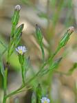 Symphyotrichum subulatum (Michx.) Nesom