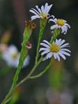 Symphyotrichum tenuifolium (L.) Nesom