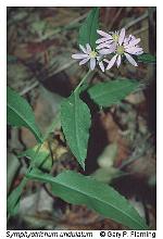 Symphyotrichum undulatum (L.) Nesom