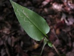 Symphyotrichum undulatum (L.) Nesom