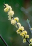 Symplocos tinctoria (L.) L'Her.