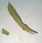 Syntrichia fragilis (Taylor) Ochyra