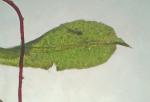 Syntrichia fragilis (Taylor) Ochyra